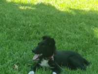 Akıllı ve hareketli border collie