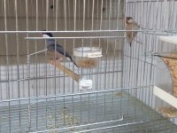 Sahibinden Farklı İspinozlar (Finch)
