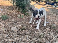 french bulldog merle egzotik yavrular