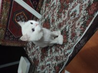 Aşıları Tam Kedimiz