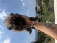 Pomeranian erkek bebek
