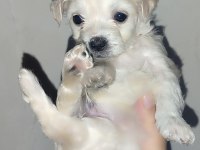Yeni yavru köpeklerimiz sahiplerini bekliyorlar