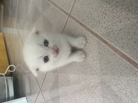 2.5 aylık erkek british shorthair yavrular acil