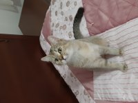 Golden British Shorthair