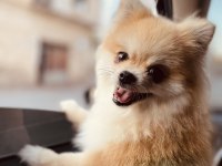 Orjinal pomeranian boo