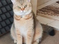 Golden Black British Shorthair Oğlumuza Gelin Adayı Arıyoruz