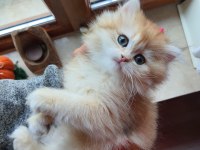 Saf Kan Golden British Longhair Yavrular (Wcf Kayıtlı)