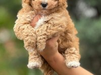 Maltipoo yavrularımız