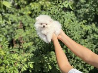 Pomeranian Boo Bebekler