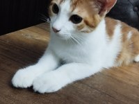 5 aylık kedime yuva arıyorum