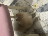 Pomeranian Sahiplenme Fırsatı