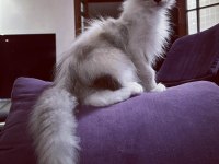 Safkan maine coon scr li