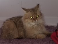BRİTİSH LONGHAİR KEDİM 1 YAŞINDA