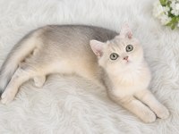 Blue golden safkan yavru british shorthair