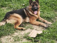 17 aylık genç alman çoban köpeği anne baba şecereli