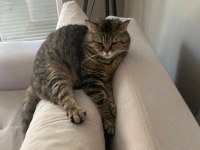 Ücretsiz sahiplendirme british shorthair