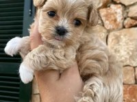 MALTİPOO YAVRULAR