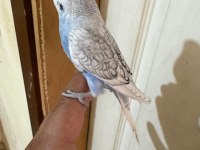 34 GÜNLÜK KONUŞTURMALIK BEBEK MUHABBET KUŞU