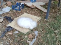 Hollanda Teddy Lop Tavşanlar