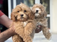 Petmode köpek çiftliğinden kore maltipoo