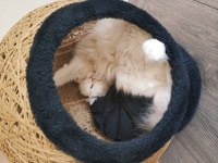 British longhair dişi İzmir