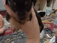 Yavru Köpeğimiz Pinscher