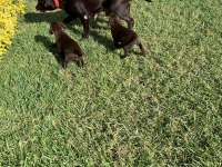 Çikolata Labrador Irk garantili Sevimli Yavrular