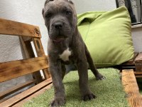 A ŞECERE KIF FCI Belgeli blue dereceli şampiyon yavruları