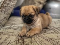 A KALİTE PUG YAVRULARIMIZ GÜL KUYRUK TESLİME HAZIR