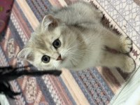 Tam oyuncu yavru british shorthair