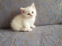 British ve shorthair yavrularımız teslime hazır