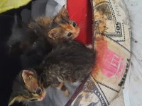 Kediye acil yuva aranıyor