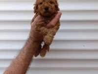 AKILLI TOY POODLE