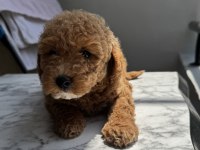 TR NİN EN UYGUN POODLE YAVRUSU