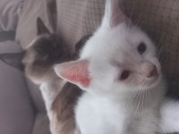 1,5 aylık siyam albino hem nadir hem genetik olarak nadir