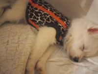 Pomeranian spitz