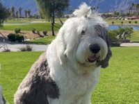 ÇOK ÖZEL BİR IRK POODLE