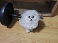 Scottish fold longhair erkek