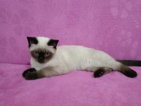 Erkek bakımlı british blue longhair