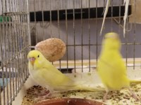 Bebek muhabbet kuşlar erkek ve dişi rengârenk