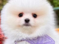 Pomeranian boo yavrular