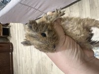 Sağlıklı Guinea Pig yavruları