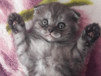 Gri Scottish Fold