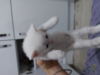 1 haftalık british shorthair yavrular