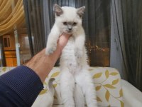 Scottish fold