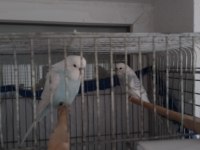 Satılık genç muhabbet kuşlar eşlidir