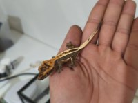 Crested ve Leopard Geckolar