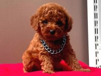 Orjinal Red Toy Poodle Erkek Dişi Yavru Puppy Dp Aşılı