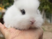 Lop Tavşanı