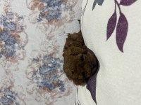 Toy Poodle Bebekler